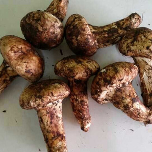 四川纯正优质野生鲜松茸 松茸送礼首选 绿色纯天然 包邮 山珍鲜品