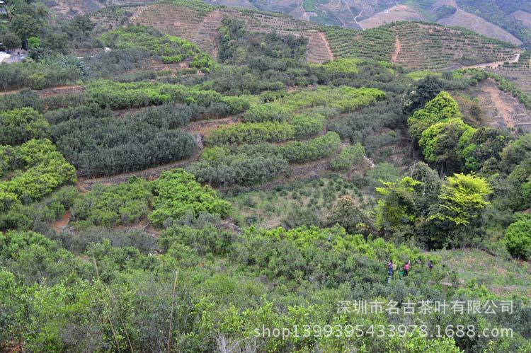 1,茶园 凤凰单枞茶 名古茶叶单丛茶