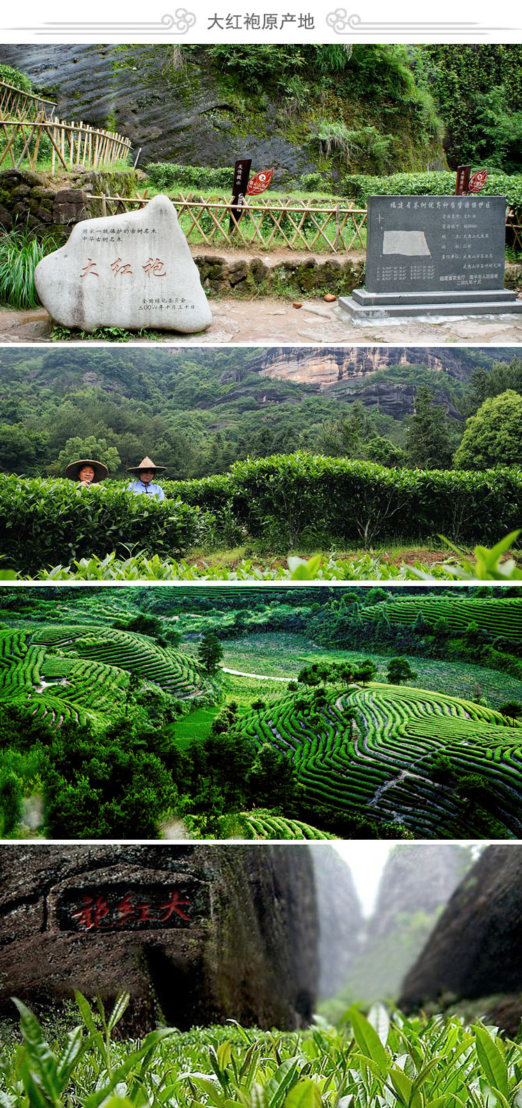 武夷山大红袍罐装250克礼盒 乌龙茶武夷岩茶产地批发 春节送礼