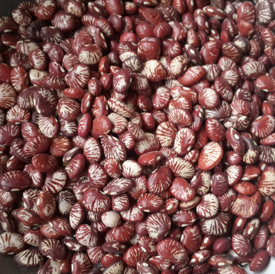 精品 孔雀豆 斑马豆