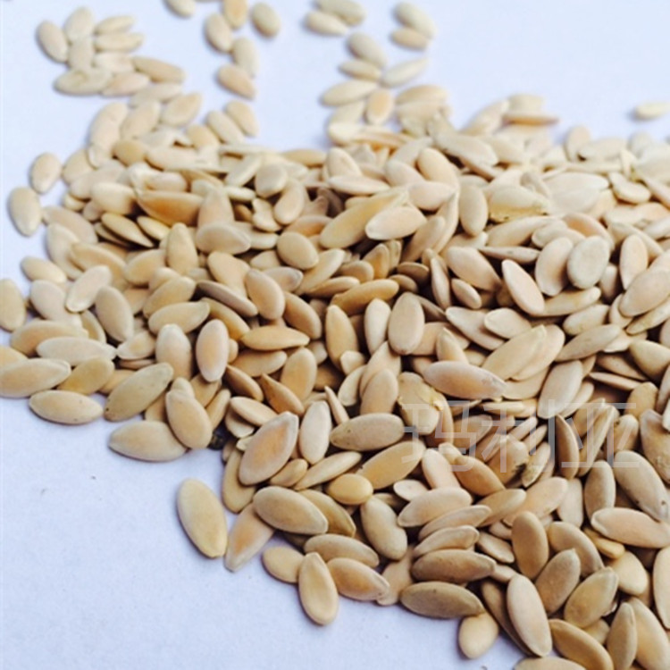 甜瓜子 中药材甜瓜子 香瓜子 种子批发 黄瓜籽