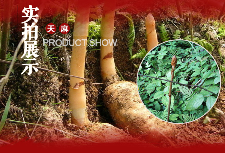 小草壩野生天麻 平肝祛風除溼行氣血 昭通天麻批發 春季植株出芽時