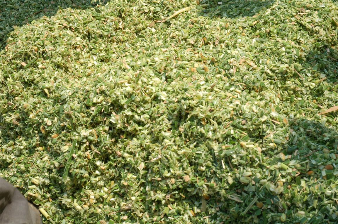 青玉米秆及铡切后效果
