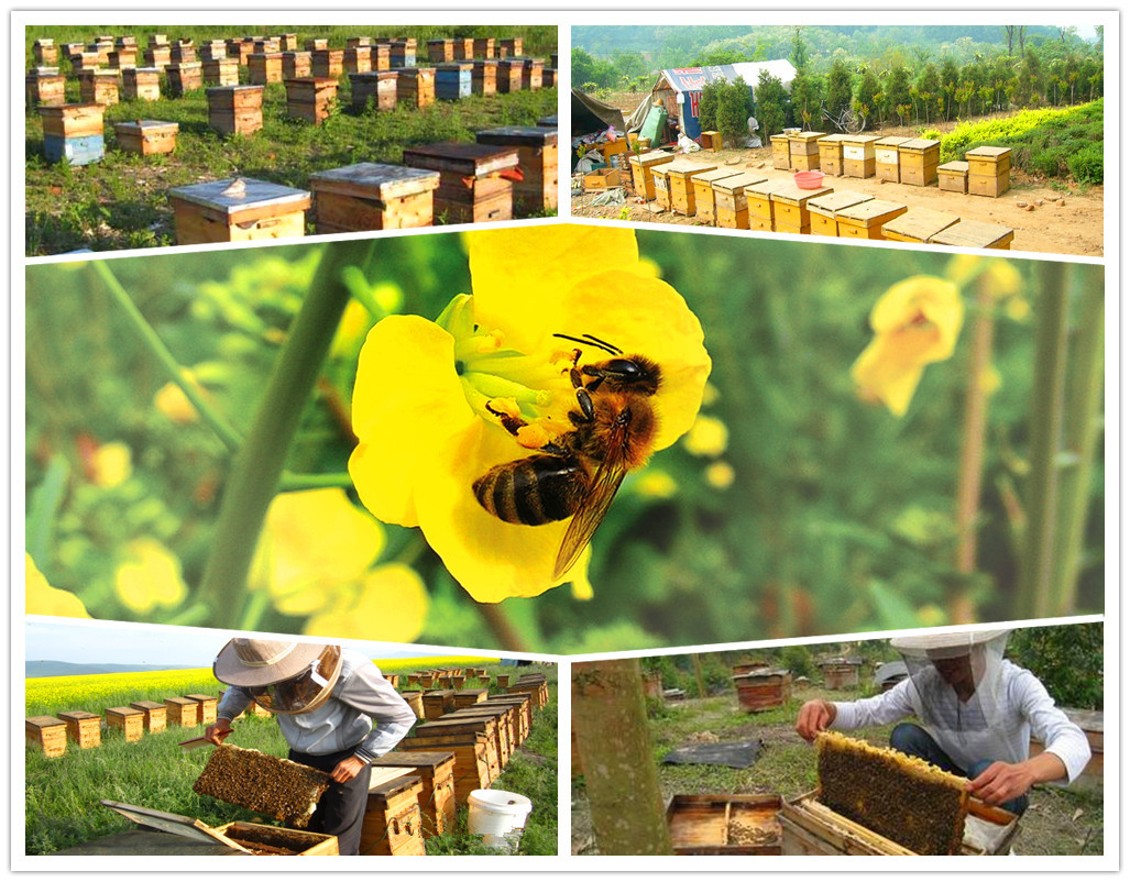 甘肃秦岭天污染菜花槐花蜂肥