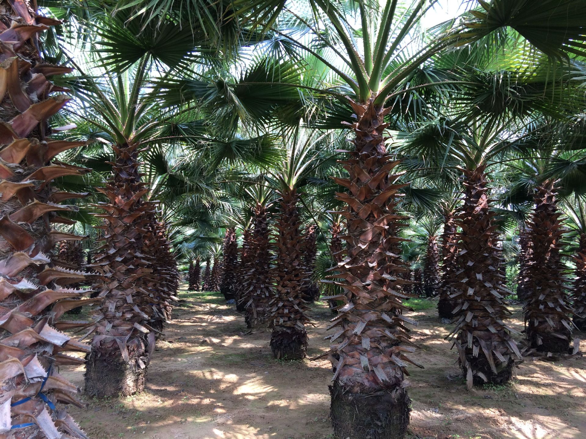 供应 全国华棕脱杆3米 价格优惠自然高度4米-4.5米