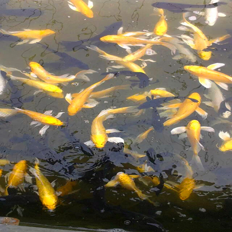 小黄金锦鲤 小规格龙凤金黄色锦鲤大量批发