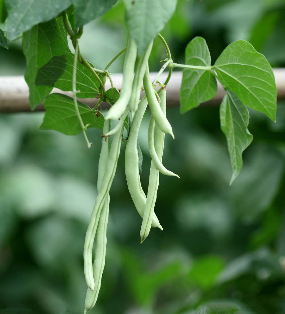 蔬菜种子 超级九粒白四季豆种子 白不老架豆 芸豆 豆角 肉厚高产 - 蔬