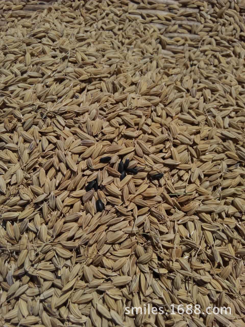 黑龙江哈尔滨产地直销绿色优质黑米稻谷价格 - 中国供应商移动版