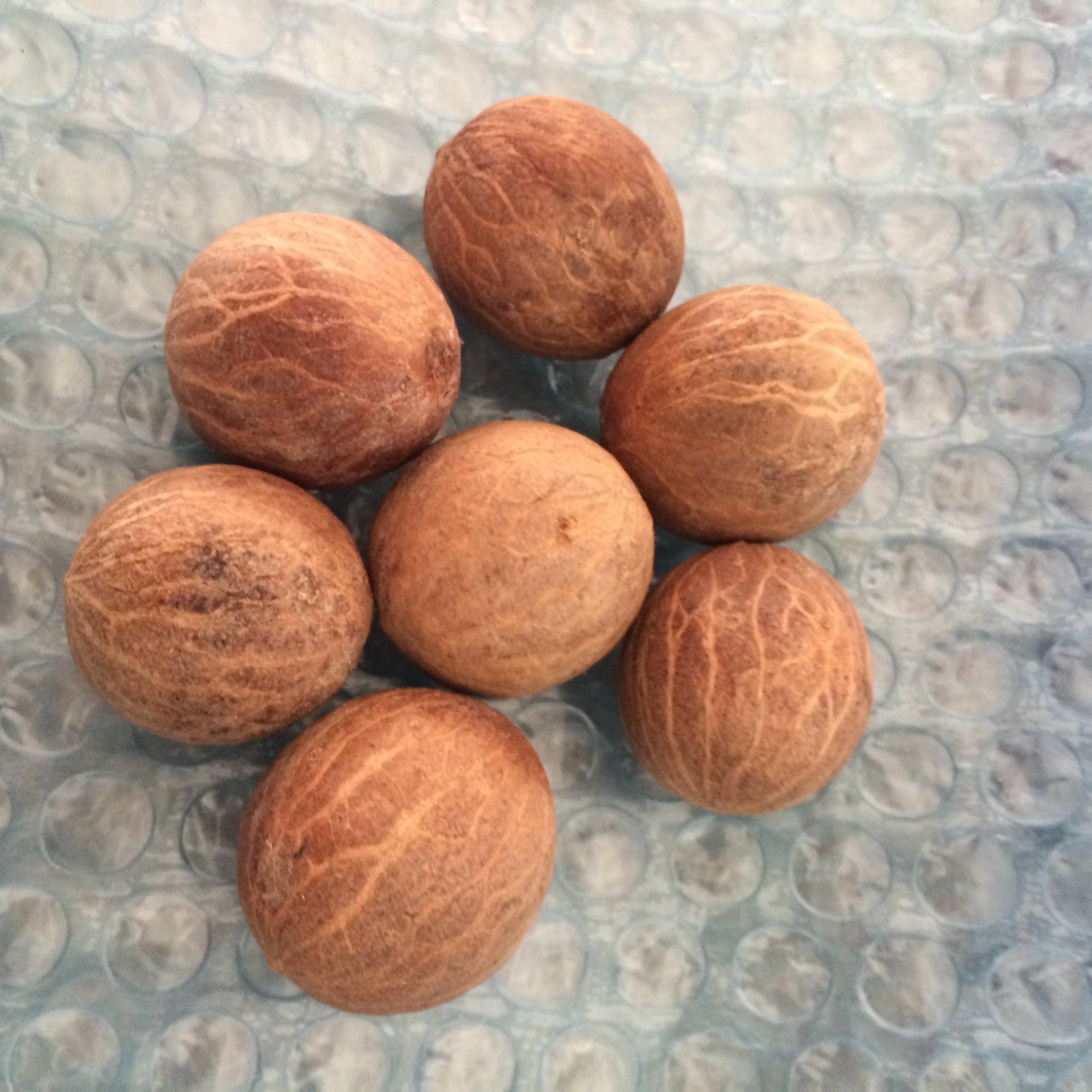 白玉菩提根原果批发 优质菩提根原籽 通货一手货源无爆皮