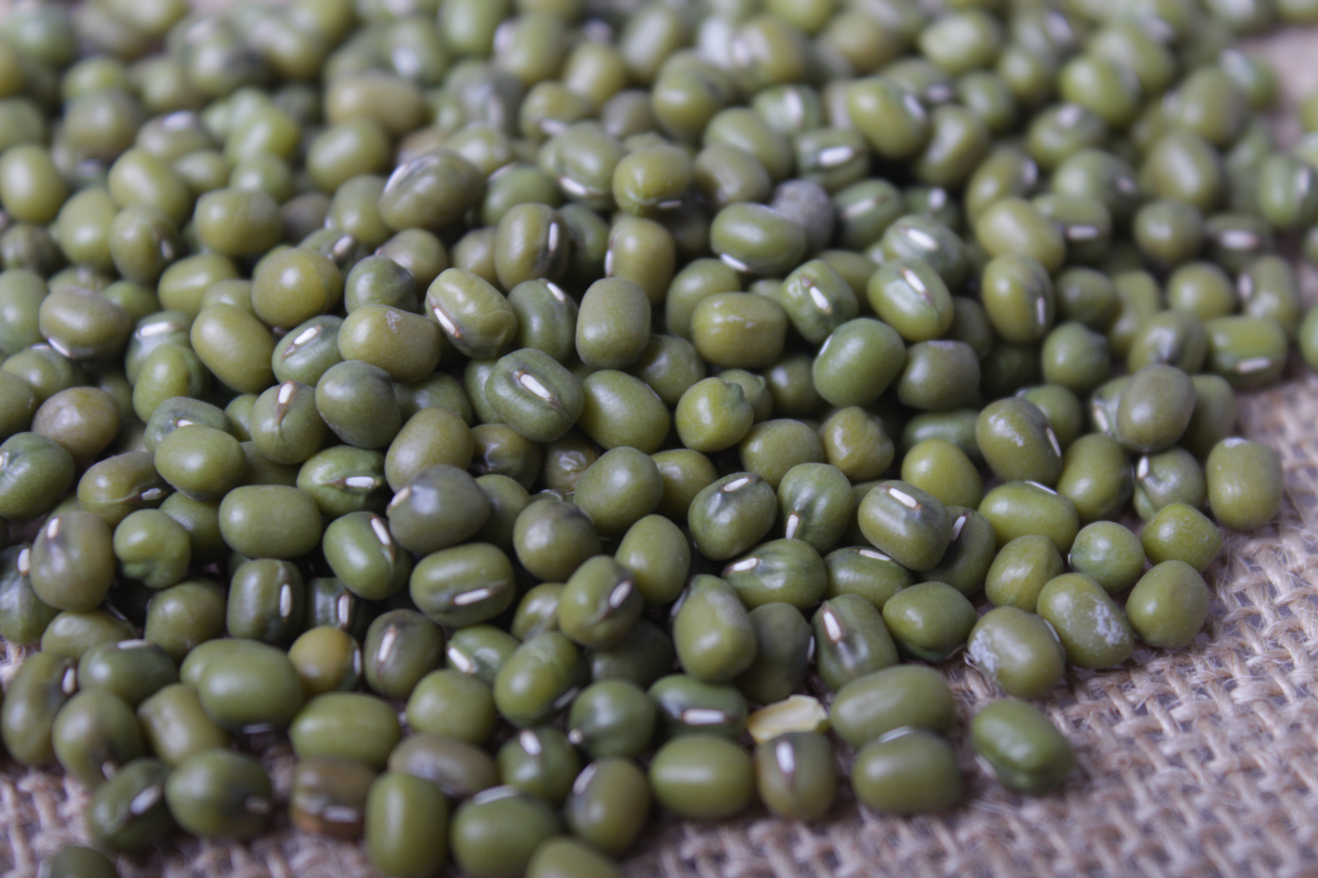 缅甸进口绿豆 4.0上绿豆 豆芽级