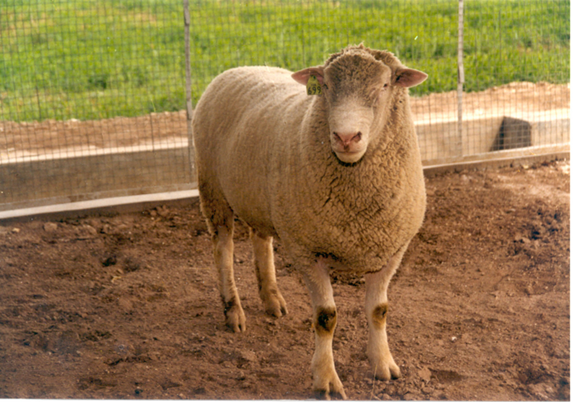 肉羊新品种 鲁西黑头肉羊 杜泊绵羊 小尾寒羊的杂交品种