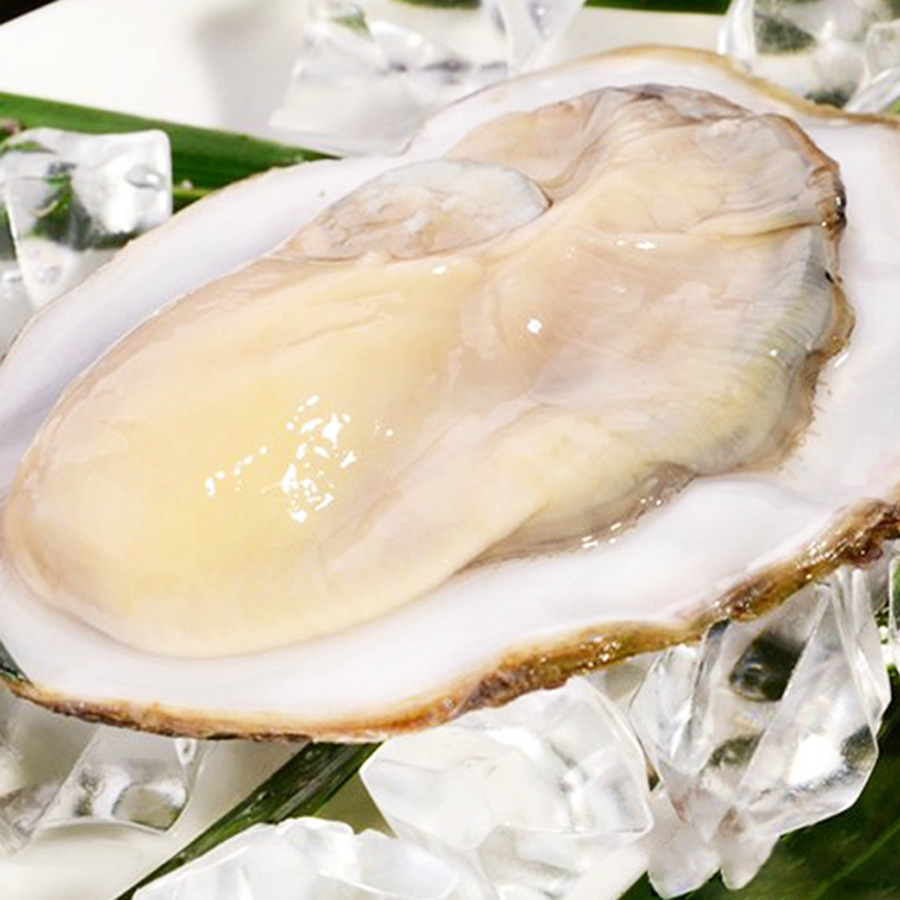 新西兰进口鲜活生蚝 海鲜水产牡蛎海蛎子 烧烤必备0.5-0.7斤/头