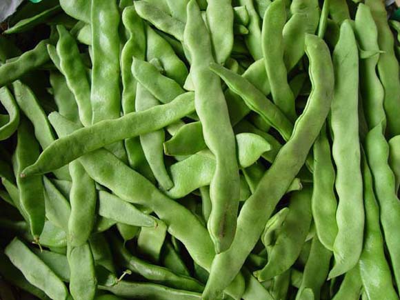 蔬菜种子 猫胡架豆种子 四季豆角 中熟芸豆 肉较厚 无筋 50g/包