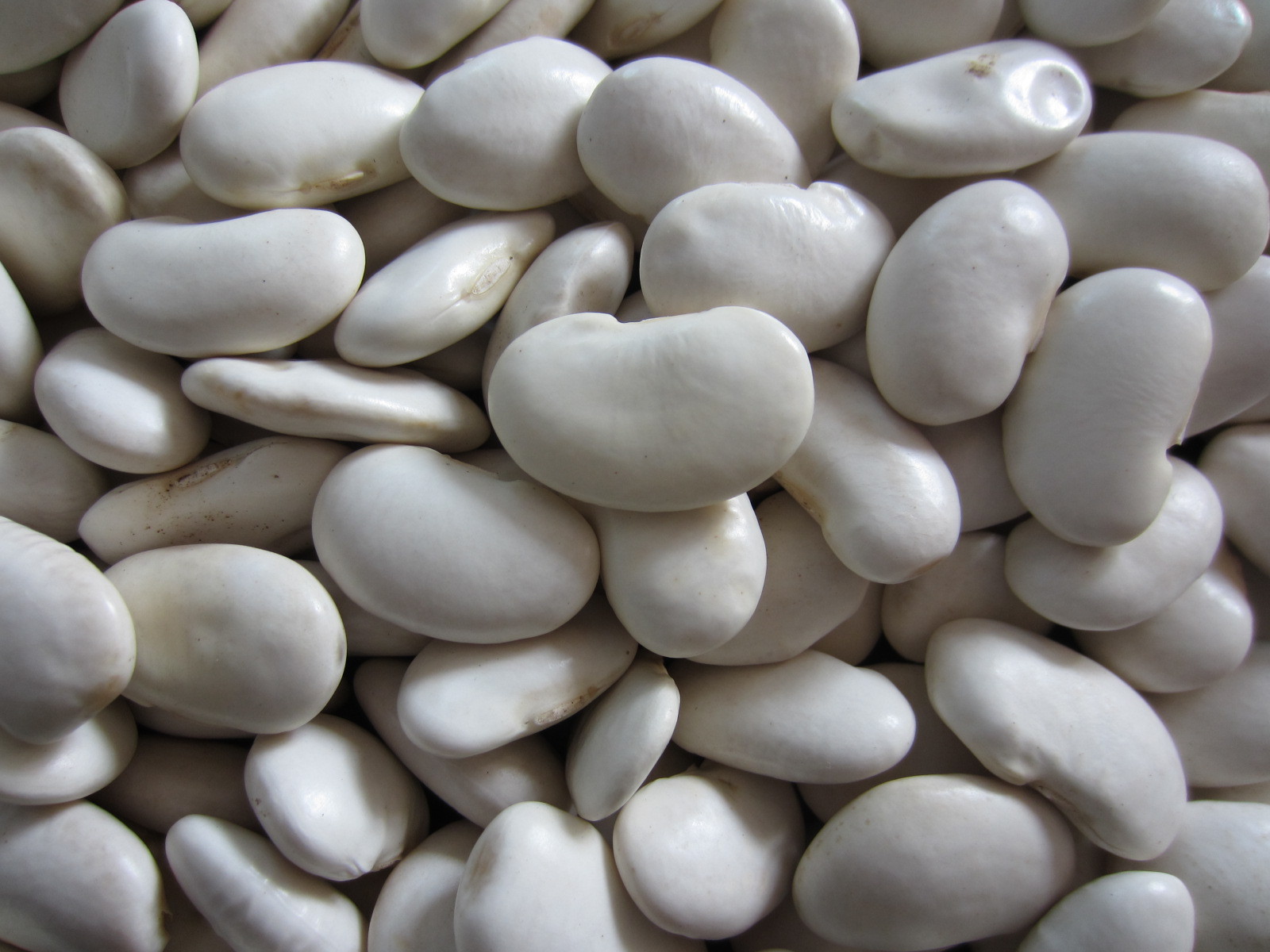 云南昆明云南特产 批发厂家直供大白芸豆 50粒/100g的大白芸豆 优质