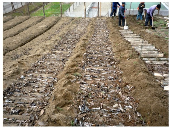 重庆:农户引猪苓种植 行情佳