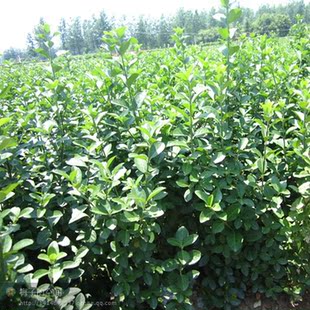 批发绿化苗木卫矛篱笆苗 大叶黄杨苗 卫矛球