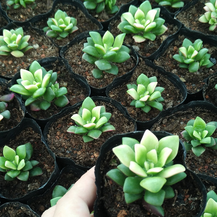 綠茵植物 多肉植物 基地培育 批量種植 吹雪之松錦 熱銷