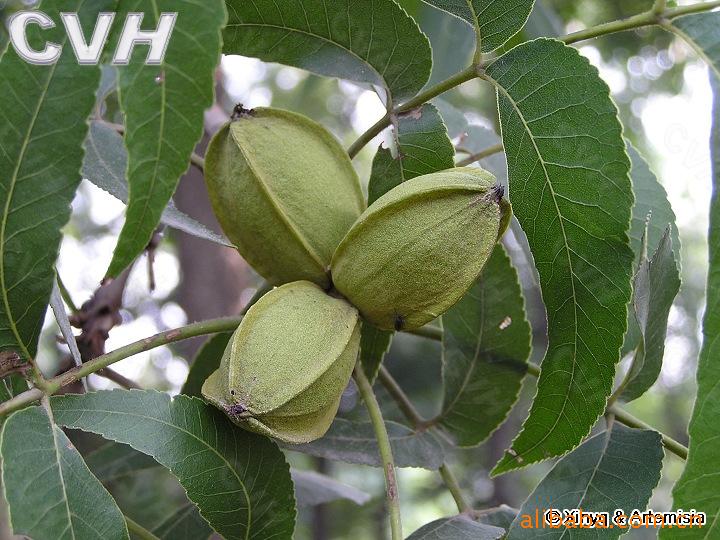 長壽果殼薄易剝,核仁肥大,味甜而香,營養豐富,而且核桃仁可生食或炒食